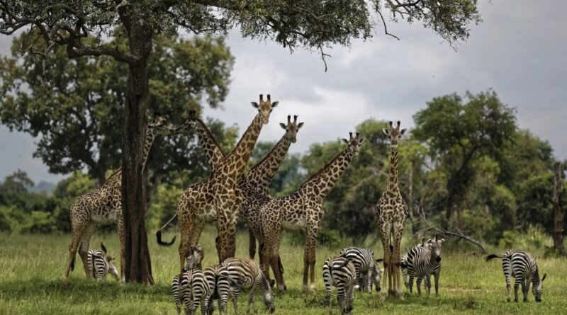 World Bank suspends funding for Tanzania tourism project