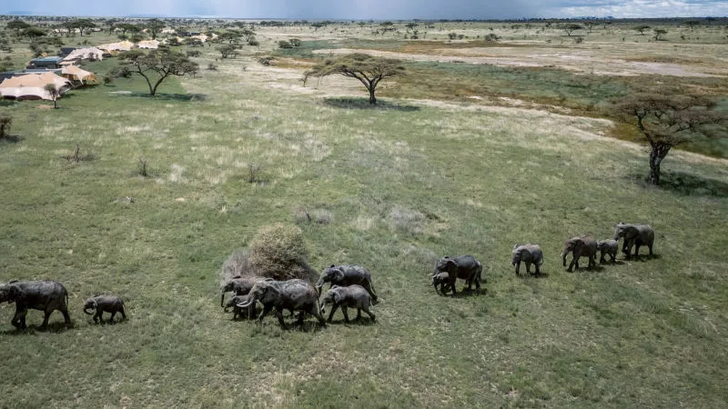 Elephant walking around the camp