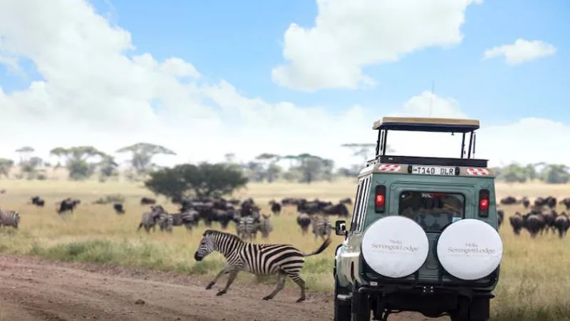 game drive at Melia Serengeti Lodge